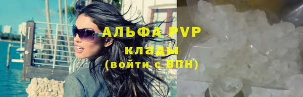 трава Белокуриха
