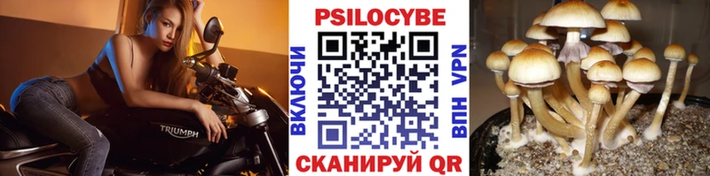 Псилоцибиновые грибы Psilocybe  Высоцк 